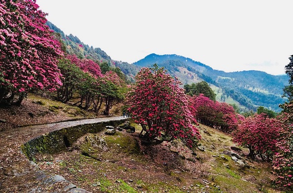 उत्तराखंड का राज्य वृक्ष ‘बुरांश’, पहाड़ों में बिखर रही फूलों की सुंदरता… 