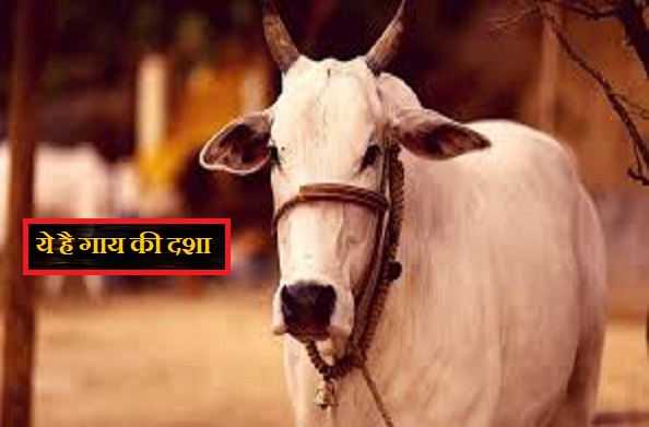 बलिया:  योगीराज में गायों को नहीं मिल रहा चारा, मौत