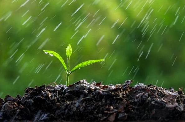 जानिए बरसात के मौसम में पौधों को कैसे लगाएं…?