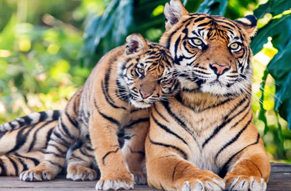 बाघों के संरक्षण में उत्तराखंड रहा अव्वल