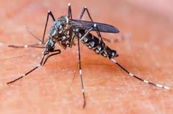 देहरादून: बढ़ता जा रहा है डेंगू का खतरा, अब सचिवालय में मिला मच्छर का लार्वा