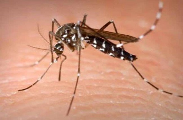 डेंगू के डंक का कहर… फिर बढ़ी मरीजों की संख्या