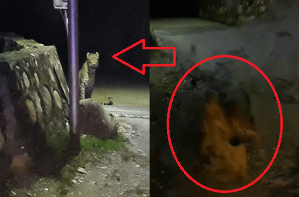 कैमरे में कैद हुआ गुलदार…कुत्ते को घसीट कर ले गया
