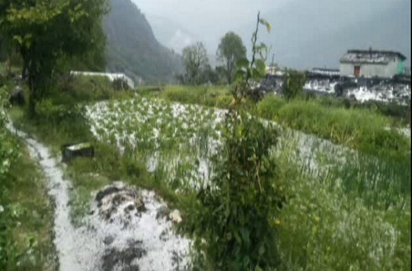 बागेश्वर: जिले में झमाझम बारिश… फसलों को नुकसान