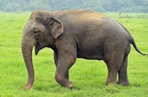 टिहरी: लॉकडाउन में घर में कैद हुए लोग तो… हाथी ने की ग्रामीण क्षेत्रों में चहल-कदमी