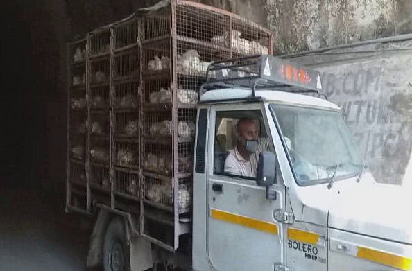 रुद्रप्रयाग: पहाड़ों में सप्लाई हो रहे हैं सड़े गले मुर्गे, स्थानीय लोगों ने ट्रक पकड़कर पुलिस को सौंपा