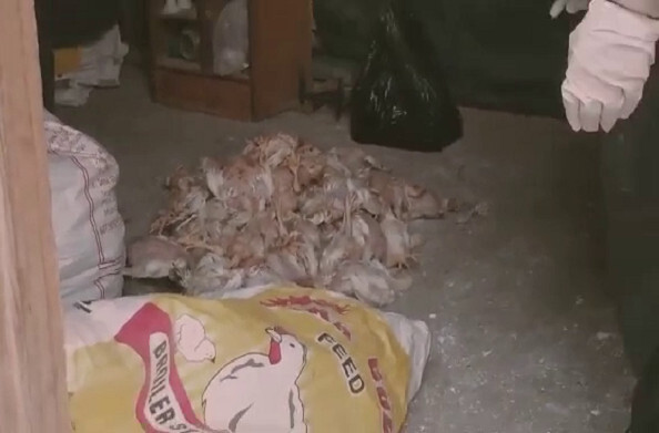 घनसाली में भिलंगना के मगरों धोपडधार में पोल्ट्री फार्म में 200 से ज्यादा मुर्गियों की मौत से हड़कंप, सैंपल जांच के लिए भेजे गए