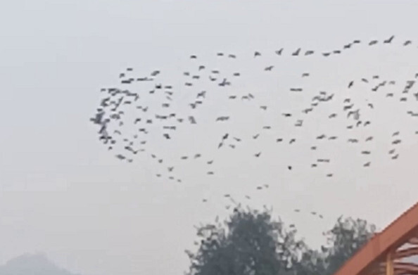 इस बार कुंभ में स्नान करेंगे हजारों पक्षी