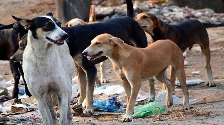 कोरोना महामारी के बाद अब पार्वो वायरस ले रहा कुत्तों की जान ,100 कुत्तों की हुई मौत