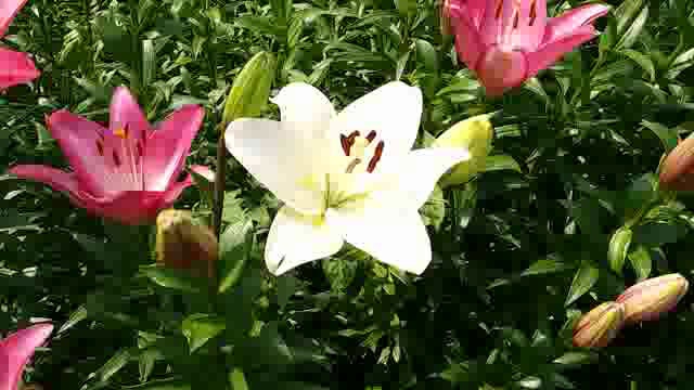 सुगंधित और बेहद आकर्षक फूल लीलियम फूल पर पड़ी कोरोना की मार, बाजार से गायब ,किसानों ने नहीं की पैदावार