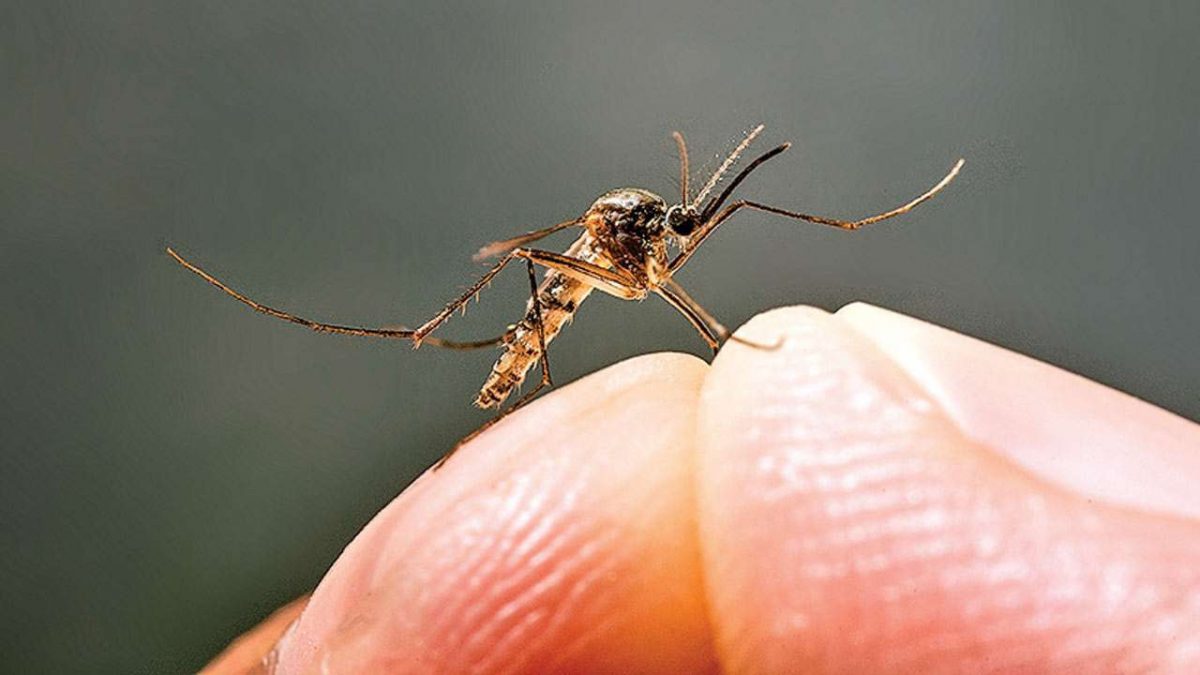 इस साल डेंगू के मामले में दर्ज हो रही गिरावट ,अब तक डेंगू के मिले सात मरीज
