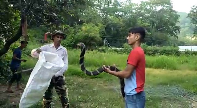 रामनगर : विशाल किंग कोबरा सांप निकलने से इलाके में हड़कंप