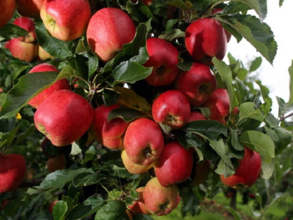 हर्षिल घाटी के सेब काश्तकारों ने अंतर्राष्ट्रीय सेब महोत्सव का किया विरोध,कर्नल कोठियाल ने दिया समर्थन
