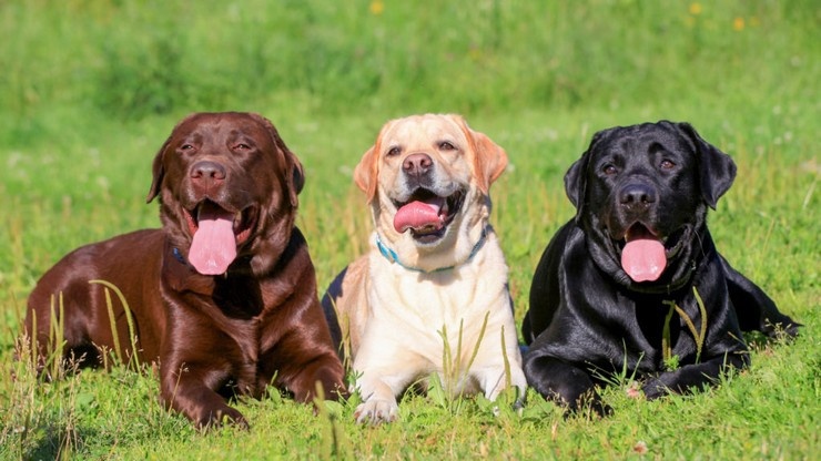 डॉग लवर्स के लिए जरूरी खबर, जाने नए नियम के तहत घर में कितने कुत्ते पाल सकत हैं आप