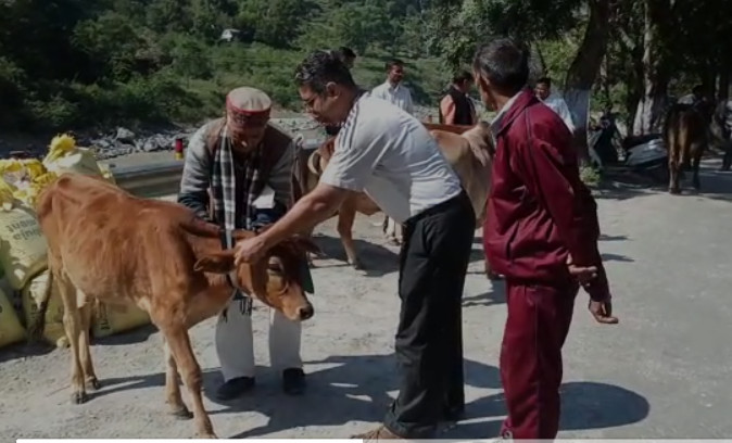 थराली : आवारा पशुओं को सड़क दुर्घटना से बचाने के लिए समाजसेवी रमेश थपलियाल ने शुरू की अनूठी पहल
