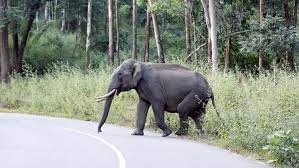 नैनीताल : कॉर्बेट के बिजरानी जोन में महिलाओं पर हाथी ने किया हमला, क्षेत्र में दहशत का माहौल