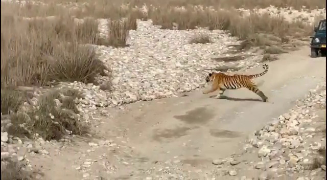 कॉर्बेट पार्क में येलो थ्रोटेट मार्टिन के शिकार के लिए पीछे भागता बाघ, वीडियो हुआ वायरल