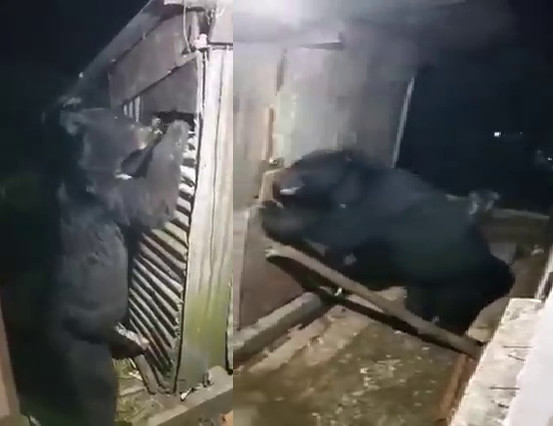 वायरल वीडियो : रूद्रप्रयाग में काफी देर तक भालू ने गौशाला तोड़ने का किया प्रयास, कुत्तों ने भौंक भौंक के भगाया
