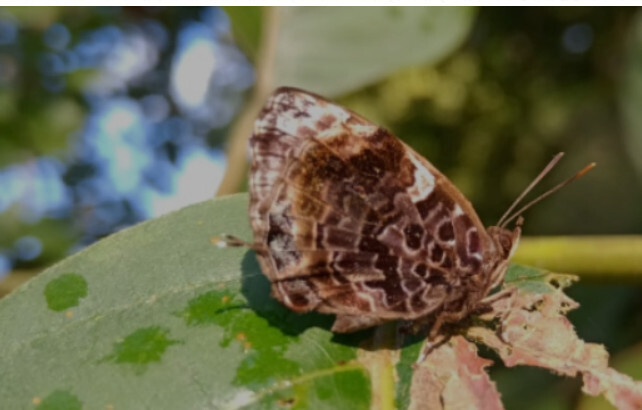 कॉर्बेट पार्क में बसता है खूबसूरत तितलियों का ‘संसार’, पहली बार दिखाई दी दुर्लभ ऐबरेंट बुश ब्लू तितली