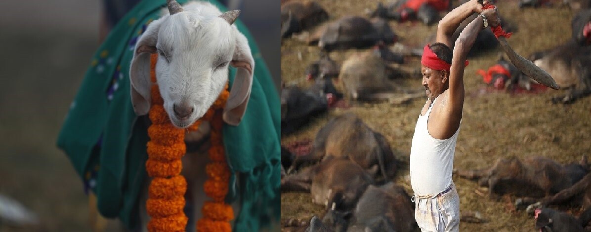 आंध्र प्रदेश : मंदिर में था बकरे की बलि का आयोजन, बकरे की बजाए बकरे को पकड़ने वाले की गर्दन काट दी