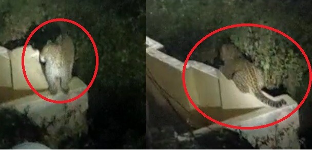 दहशत का माहौल- पौड़ी में जिला अस्पताल के आवासीय कॉलोनी में दिखे दो गुलदार