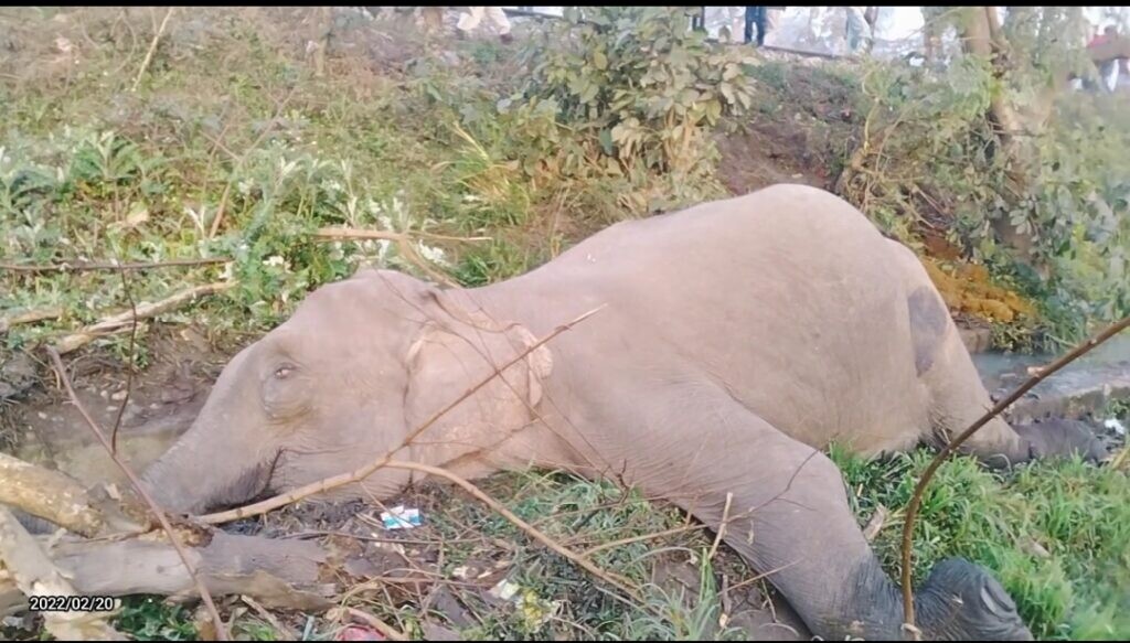 लालकुआं के सुभाष नगर पुलिस चेक पोस्ट के पास ट्रेन की चपेट में आने से नर हाथी की मौत