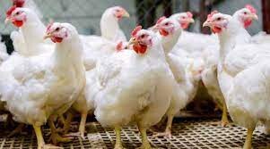 बर्ल्ड फ्लू की आशंका : महाराष्ट्र में 100 मुर्गियों की अचानक मौत, अब 25 हजार से ज्यादा मुर्गियों को मारने के दिए आदेश