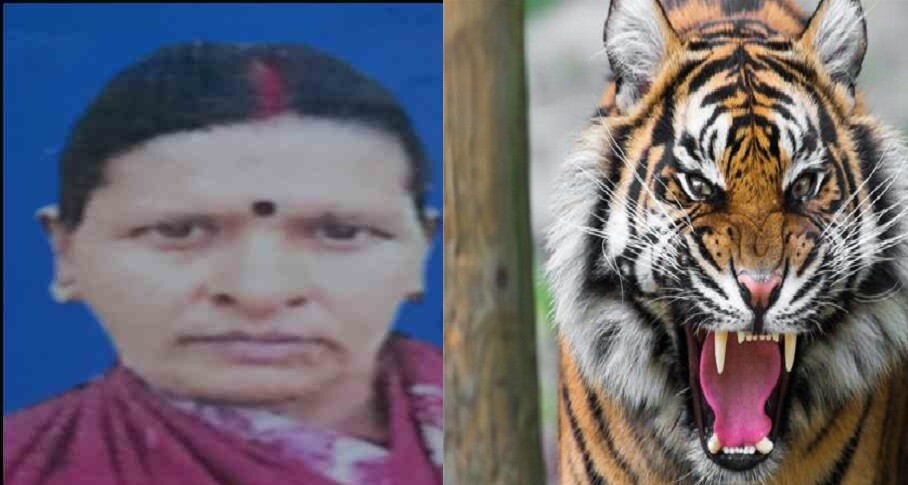 अल्मोड़ा के सल्ट क्षेत्र में 59 साल की महिला को बाघ ने बनाया निवाला , लकड़ी लेने जंगल गई थी महिला