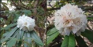 कुदरत का अनोखा करिश्मा, रानीखेत में खिला सफेद बुरांश का फूल