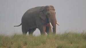 कॉर्बेट पार्क के बिजरानी रेंज में दिन दोपहर हाथी ने खेतों में आकर रोंदी फसल