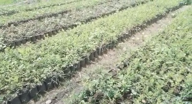 लालकुआं-वन विभाग कि टीम ने आगमी मानसून सीजन में डेढ़ लाख पौधे लगाने का रखा लक्ष्य