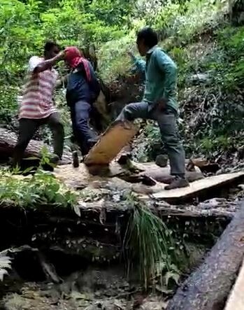 हरा-भरा पेड़ काटता दिख रहा वन विभाग का कर्मी, स्थानीय ग्रामीणों ने विभाग पर लगाए गंभीर आरोप
