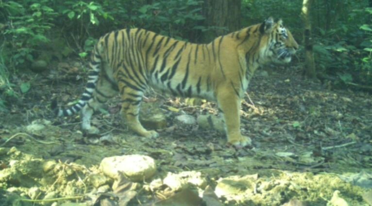 रामनगर: हिंसक बना बाघ कैमरा ट्रैप में हुआ रिकॉर्ड, वन विभाग ने शुरु की ट्रेंकुलाइज की कवायद