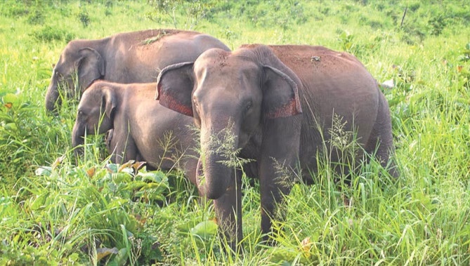 Dehradun : गुलदार की धमक के बाद अब हाथियों ने दी दस्तक, दहशत में दून के लोग