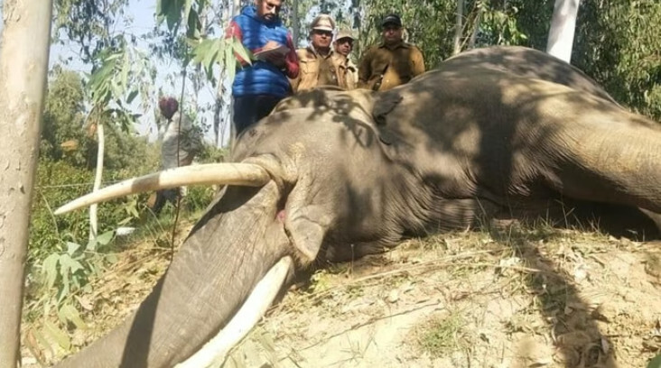 हरिद्वार : बिजली के तारों में फंसे हाथी की करंट लगने से मौत, मामले की कार्यवाही में जुटा वन विभाग
