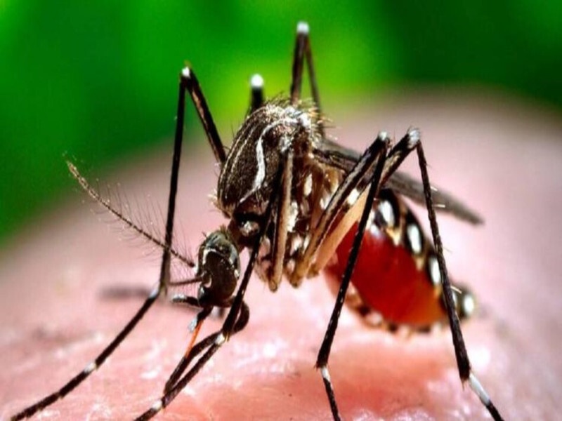उत्तराखंड में डेंगू का कहर जारी, मरीजों का आंकड़ा 600 पार