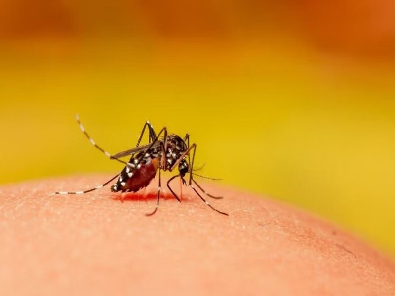 24 घंटे में डेंगू के 95 केस, सबसे ज्यादा इन जिलों में बढ़ा प्रकोप