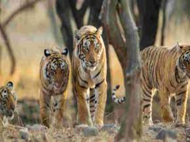 Uttarakhand Zoo: बाघों को रखने के लिए जगह कम, भेजे जा रहे ढेला रेस्क्यू सेंटर के दो बाघ